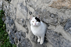 P1040601_обработано_обработано